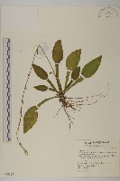 臺灣鬼督郵藏品圖，第1張