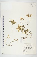 能高佛甲草藏品圖，第1張