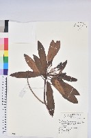 玉山杜鵑藏品圖，第1張