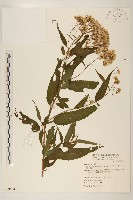 塔山澤蘭藏品圖，第1張