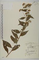 山白蘭藏品圖，第1張