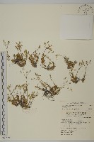 玉山卷耳藏品圖，第1張