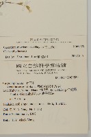 玉山卷耳藏品圖，第2張