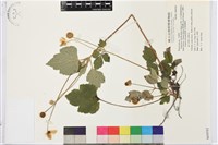 小白頭翁、野棉花藏品圖，第1張