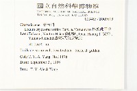 杉葉佛甲草藏品圖，第2張