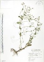 大籽當藥、巒大當藥藏品圖，第1張