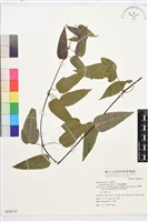 亨利氏鐵線蓮藏品圖，第1張