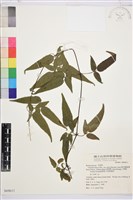 森氏鐵線蓮藏品圖，第2張