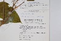 登錄號:S069612藏品圖，第2張