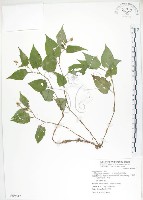 火炭母草、清飯藤藏品圖，第1張