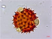 尼泊爾籟簫藏品圖，第2張