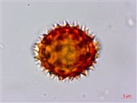 尼泊爾籟簫藏品圖，第3張