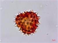 尼泊爾籟簫藏品圖，第4張