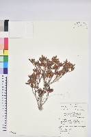 紅毛杜鵑藏品圖，第1張