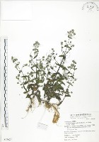 大籽當藥、巒大當藥藏品圖，第1張