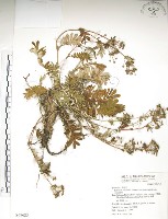 玉山金梅藏品圖，第1張