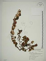 玉山懸鉤子藏品圖，第1張