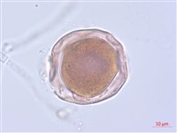 玉山小米草藏品圖，第3張