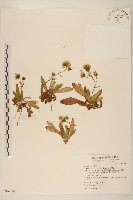 玉山飛蓬藏品圖，第1張