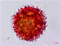 玉山飛蓬藏品圖，第3張