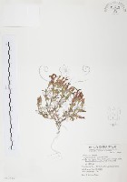 玉山龍膽藏品圖，第1張