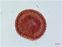 單花牻牛兒苗藏品圖，第3張