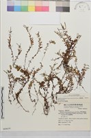 合歡柳葉菜藏品圖，第4張