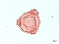 合歡柳葉菜藏品圖，第1張