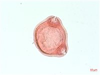 合歡柳葉菜藏品圖，第2張