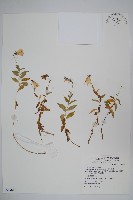 高山沙參藏品圖，第1張