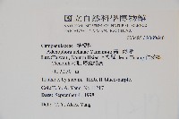 高山沙參藏品圖，第2張