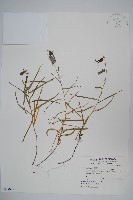 玉山沙參藏品圖，第1張