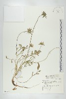 玉山山蘿蔔藏品圖，第1張