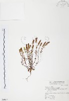 玉山龍膽藏品圖，第1張