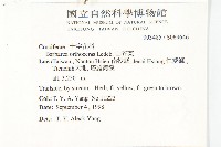 山芥菜藏品圖，第2張