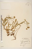 玉山飛蓬藏品圖，第1張