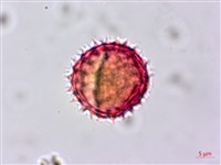 玉山飛蓬藏品圖，第2張