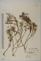 高山艾藏品圖，第1張