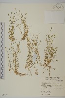 玉山卷耳藏品圖，第1張