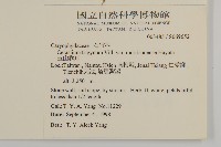 玉山卷耳藏品圖，第2張