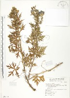 臺灣烏頭藏品圖，第1張