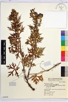 臺灣烏頭藏品圖，第2張