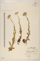 紅面番藏品圖，第1張