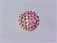 紅面番藏品圖，第2張