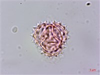 紅面番藏品圖，第4張