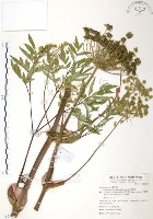 玉山當歸藏品圖，第1張