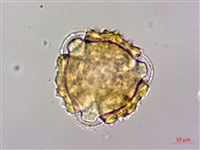 高山青木香、腺毛青木香藏品圖，第2張