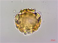 高山青木香、腺毛青木香藏品圖，第3張