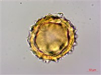 高山青木香、腺毛青木香藏品圖，第4張