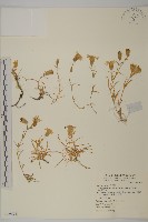 玉山蠅子草藏品圖，第1張